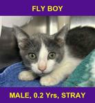 FLY BOY